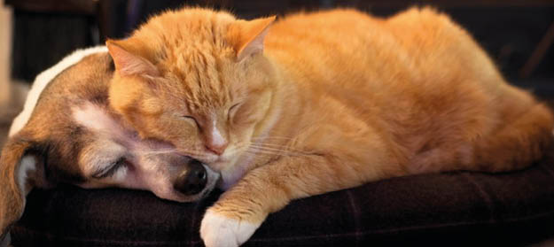 Prendre soin de son animal en hiver